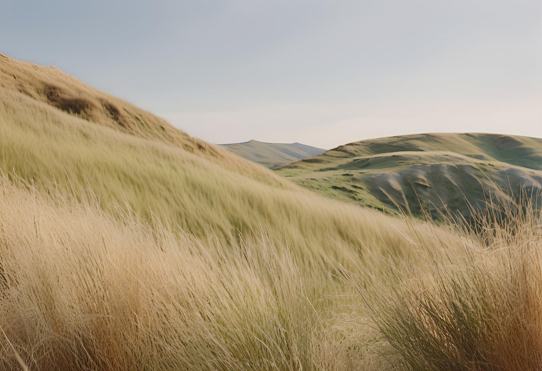 Windswept grasses on rolling hills at dusk
