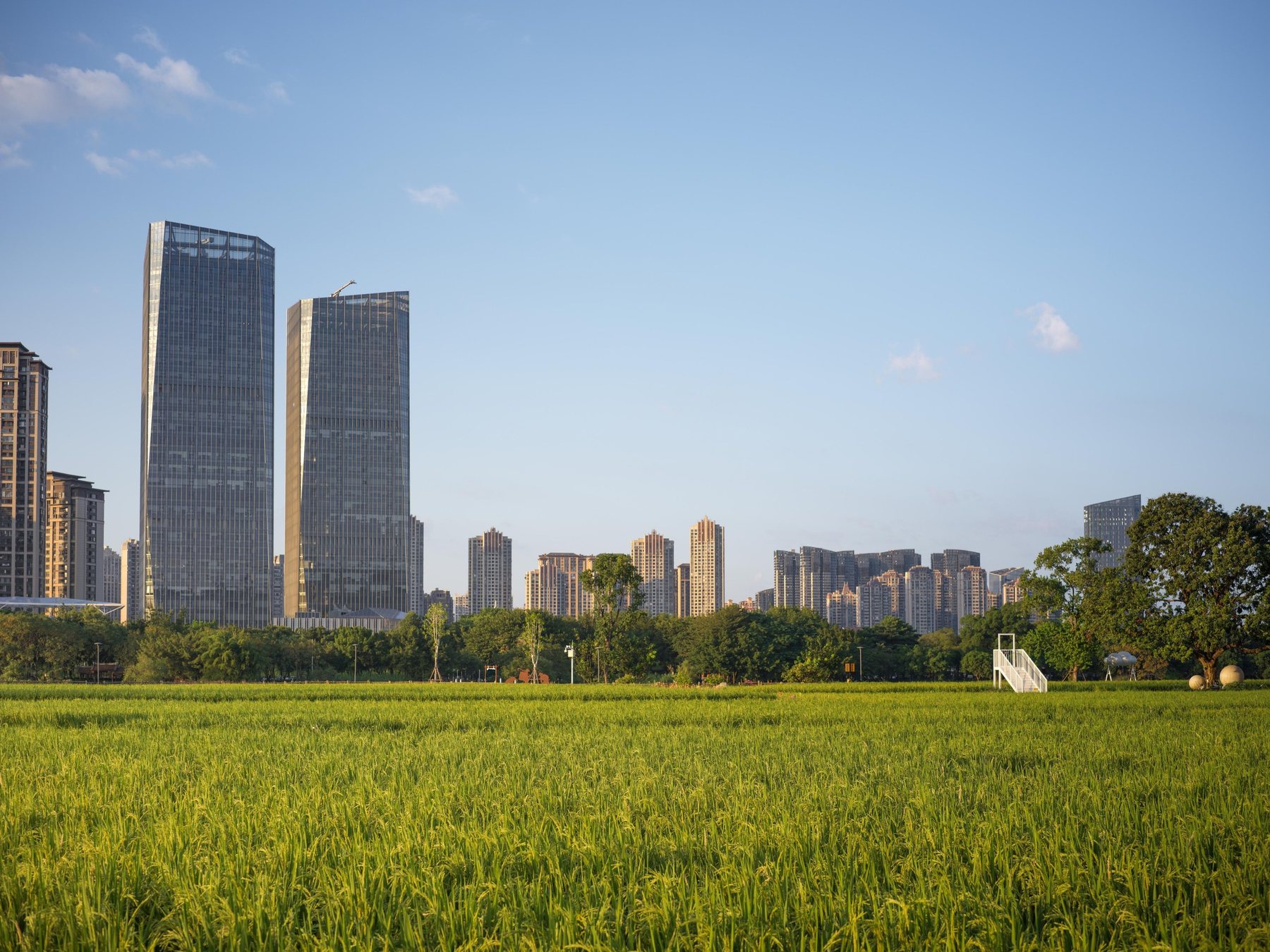 Ripening paddy field in the foreground with a modern city skyline behind it